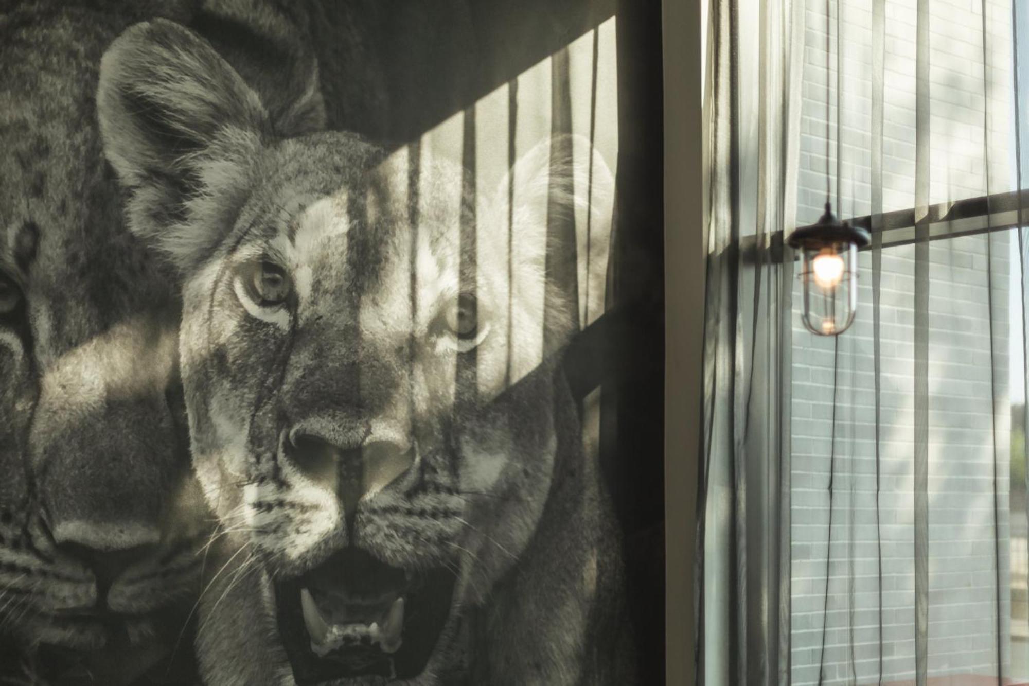 - The Niu, Leo By Ihg Norymberga
